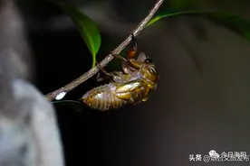 实拍！“金蝉脱壳”全过程！（附视频）图片