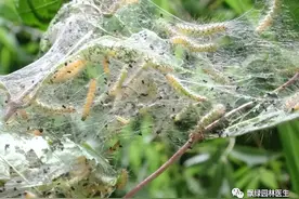 8.9月园林养护常见18种虫害，5种病害预警图片