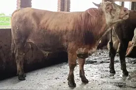 肉牛养殖如何一天长重5～8斤图片