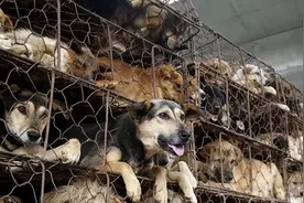 这6种狗饲养需谨慎，“弃养率”很高，养了就想扔掉图片