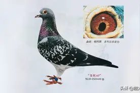 最强杨阿腾是一羽平平常常的中雨点图片