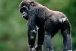 动物小知识之如何区分猿与猴图片