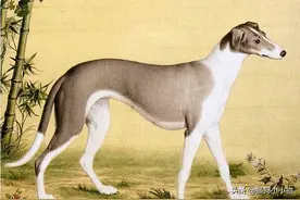 “山东细犬”——真正的华夏名狗，养过的都欲罢不能图片
