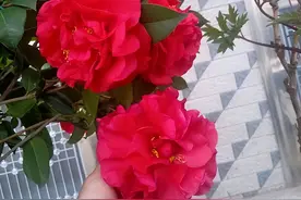 忘掉月季绿萝吧，此茶花比香水好闻，比牡丹艳丽，耐寒耐热很好养图片