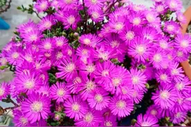 50种多肉不光叶子好看，开花也惊艳，你见过几种？图片