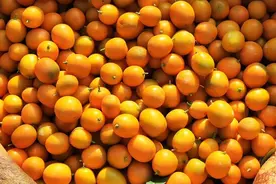 阳朔：金桔进入销售旺季 价格喜人图片