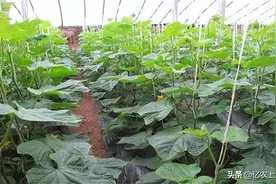 黄瓜几天浇一次水？黄瓜生长期浇水注意事项图片