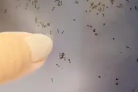 奶茶溅到电脑屏上，引来蚂蚁筑巢...网友：看完人麻了图片