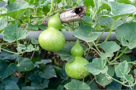 如何种出优质高产的葫芦？掌握这9个种植要点，葫芦结得挂满院图片