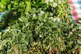 马齿苋别再焯水排酸了，教你一招，清淡鲜美营养高，不苦涩不发酸图片