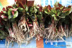 鱼腥草含“马兜铃酸”，伤肝、伤肾还致癌？经常吃到底会怎样？图片