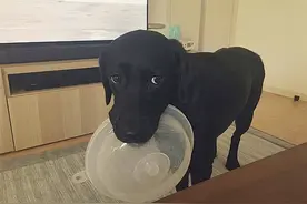 狗狗为什么要把食物“叼出碗外”？背后的原因让人心疼图片