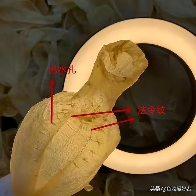 白花胶和黄花胶的功效一样吗 2026年白花胶和黄花胶的功效一样吗能吃吗