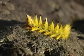 世界上5种最毒的动物！比眼镜蛇还可怕，看到它们赶紧跑图片