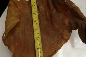 浙江男子找到50年前的鱼胶，价值高达百万，为啥那么贵？图片