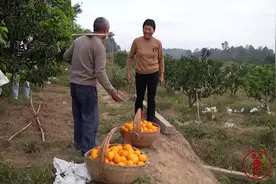 荆州 |“荆州产”的果冻橙，细皮嫩肉！原来是他引来的图片