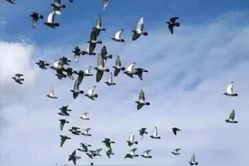 小小翻翻鸽 放飞致富梦图片