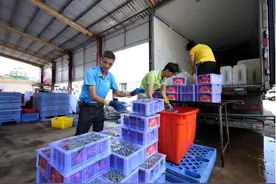 海口三门坡产地荔枝进入销售尾期 前期销售火爆图片