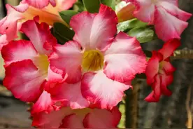 沙漠玫瑰如何养，盆盆都开爆，简直就是大花篮图片