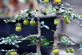 金弹子的习性、生长环境、养殖技巧、注意问题图片