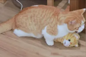 猫咪交配这件事，公猫母猫都挺难，主要是因为公猫的丁丁上有倒刺图片