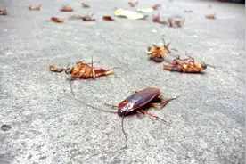 在家里，把蟑螂踩死会越踩越多吗？如何灭蟑螂最有效？告诉你做法图片