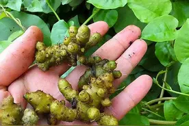 在印度“成灾”的1种野草，却在我国大量种植当蔬菜，你吃过吗？图片