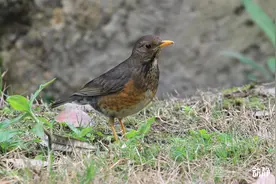 野性贵州 有问必答丨生活在灌木丛中的“隐蔽者”，叫声优美似画眉图片