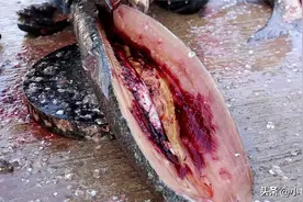 安徽大哥腌咸鱼，一条鱼王200斤，100个工人腌10万斤，每天5吨盐图片