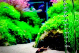 新手养鱼如何开缸养水？养鱼怎么养水才正确图片