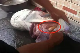 6种有毒的淡水鱼，钓鱼，吃鱼都需谨慎图片