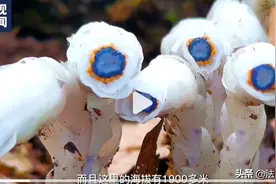 罕见！云南发现珍稀水晶兰，最恨太阳的“冥界之花”，人工养不活图片