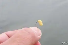 号称钓鲫鱼的“素饵之王”！夏季用它挂钩，来的都是大板子图片