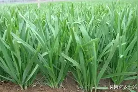 六旬农村婆婆种韭菜不用化肥，只需撒一把灰，韭菜长得又绿又壮图片