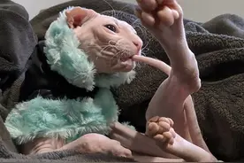 从睾丸像毛球说起：为什么公猫绝育是必要的？图片