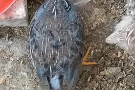 历次孵化总结 一个坑导致全军覆没图片