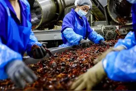 激活消费力｜排队“吃虾”背后的小龙虾产业集群图片