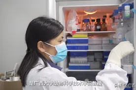 科研助力促发展，乡村产业焕新机——广西容县三黄鸡科技小院的学风故事图片