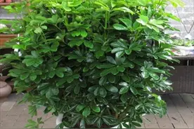 养鸭脚木，记住“三勤一多”，枝叶繁茂，株形美观图片