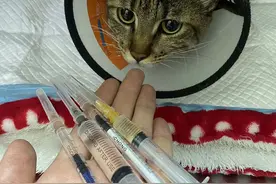 猫咪治呕吐诊疗费超2500元 | 瑞派宠物医院巧立收费项目遭质疑图片