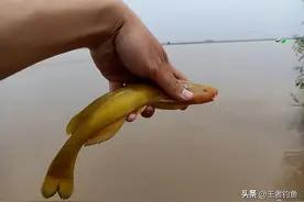黄河拟鲿：花钱也难买的稀有鱼种，人工繁育成功后将重新“崛起”图片