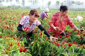 辣椒为什么不能和茄子一起种？这4点原因，我们一定要知道图片