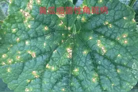 细菌性病害主打防治药：春雷霉素图片