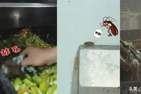蟑螂横行、抹布覆在食材上、满目油污，这几家网红餐厅被责令整改图片