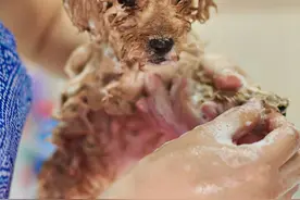 注意！泰迪犬洗澡7大误区，劝你别犯图片