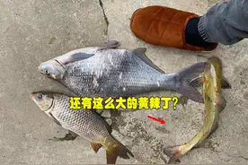 江西钓友赣江钓起“1.2斤黄辣丁”，网友：120元卖给我图片