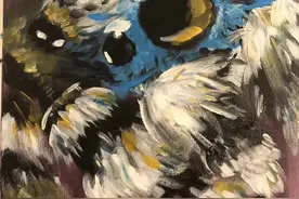 像卢卡斯那么可爱的小蜘蛛，你家搞不好也有！图片