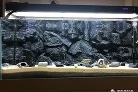 养龟该用什么底砂最合适，让你烦恼靠边站？图片