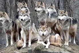 14岁少年被狼群追杀 吃了马 围困树上半天 才被人救出｜北荒狼事图片