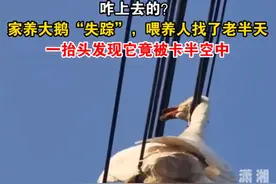 家养大鹅失踪，竟被缆线卡在半空中，鹅主人：救下来已经奄奄一息，当晚就炖汤了图片